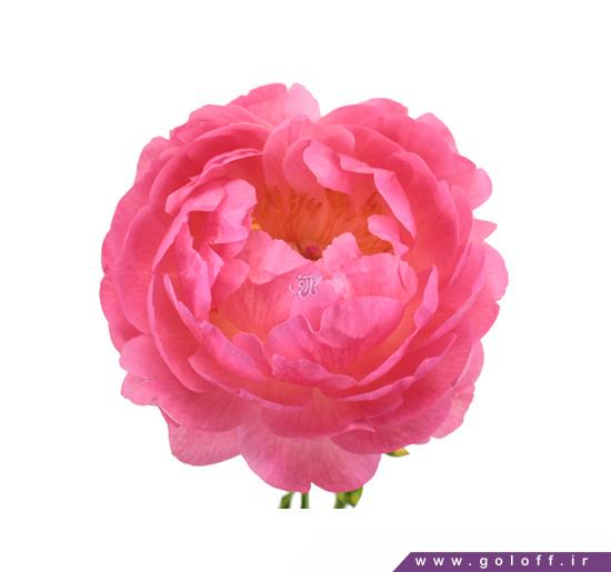 فروشگاه اینترنتی گل - گل صد تومانی فاسیروس - Fasiros | گل آف